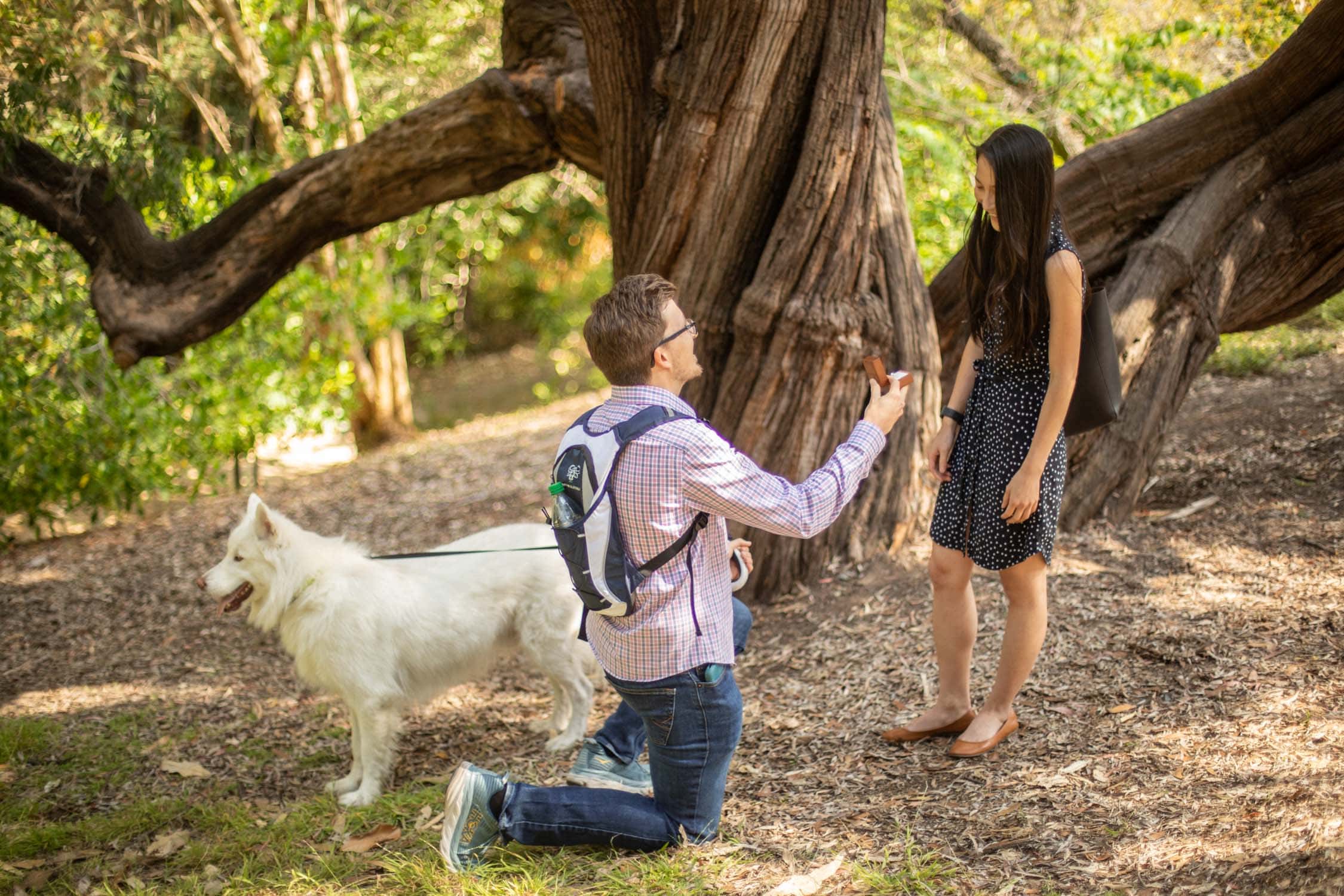 Dog Proposal · Proposal Ideas with Dogs · Los Angeles Proposal Photographer